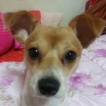 [도와주세요] 저희집 가족인 아롱이를 꼭 찾고싶어요..도와주세요...