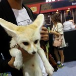 코리안펫쇼에서 만난 '사막여우'