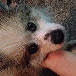 자양 골목시장 근처 강아지 <b>분실</b>하신분 있나요?