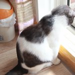 [꿀고양이] 몽실몽실 귀여운 꿀고양이 유청이
