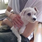 [유기견] 대구 영진전문대 근처 유기견 임보중 <b>푸들</b>같은데...