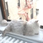 [아리와<b>베리</b>] 뚱뚱해도 사냥 잘해요.