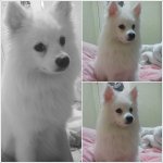 ------>재페니즈 스피츠 쫑군 빠밤<------