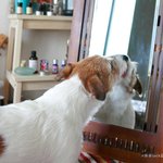 [잭<b>러셀</b>라크] 거울속 낯선 남자