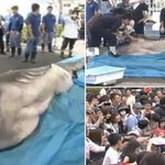 드디어 잡힌 메가마우스 <b>상어</b>