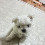 우리집 <b>개딸</b> 말티즈 엘리를 소개합니다