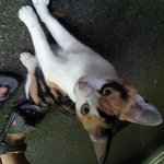 [길냥이] 너무 마음아프고 슬퍼요