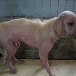 어렵게 살아난 남은아이들 치료받을수 있도록 서명부탁드립니다