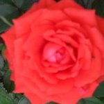 신천지, <b>진리</b>의 말씀과 함께하는 자유