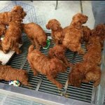 [짤북] 치킨<b>중독</b>인지 확인하는 짤