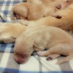 [레슬리가족] 5월 13일 <b>꼬물</b>이들의 하루일과