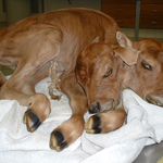 [공미니] 머리가 2개인채로 태어난 <b>생물</b>들