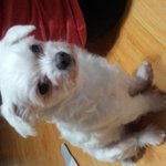 수원 정자동 만석공원 말티<b>여아</b> 찾습니다