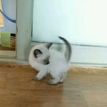 [꼬미맘] 아갱이  <b>입양</b>