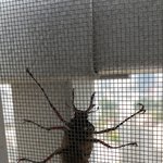 [조언부탁] 혹시 이 곤충이 무슨곤충인지 아시는분 계신가요?