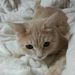 세면대에서 더위식히는 고양이 (7)