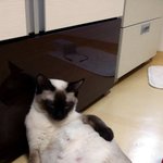 [고양이] 나 오늘 <b>한가</b>해요~
