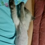 [꼬미맘] 아갱이 입양2