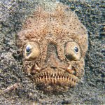 [공미니] 심해에 사는 <b>생물</b>들