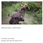 [짤북] 새끼 <b>물소</b>를 건드린 어미사자의 결말 (혐짤포함)