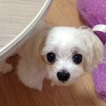 [댓글부탁] 우리를 덕후로 만든 소<b>다미</b>를 소개합니당 ㅎㅎ[재미없음주의...