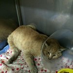 길고양이가 죽어갑니다..도와주세요ㅠㅠ