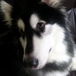 [대형견] 말라뮤트 맥스 쓰리