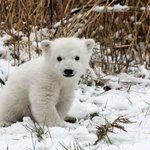 <b>작고</b> 귀여운 아기 북극곰 모음