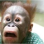 [레슬리가족] <b>꼬물</b>이들의 일기 [오늘의 판 감사합니다]