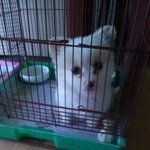 [강아지] 새끼인데 <b>종류</b>좀알려주세요