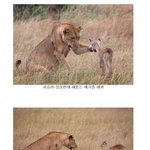 [쿠울] <b>사슴</b>아 나 심심행