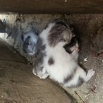 [길냥이] <b>새끼</b>고양이를 발견했어요