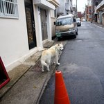 [허스키<b>심바</b>] <b>심바</b>의 산책일기 넉살견..