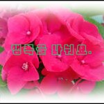 [신천지봉사] 신천지 <b>전주</b>교회, 깨끗한 거리 문화 만들기 아름다운...