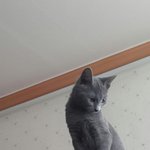 [댓글좀부탁] 고양이 발정에 잘아시는분좀ㅠㅠ