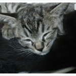 [<b>도도</b>미이런] <b>도도</b>네 미니미 입양 [1]