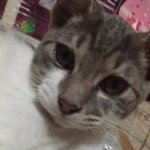 아홉마리의 업둥이