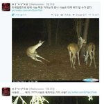 <b>사슴</b>의 화려한 밤생활.