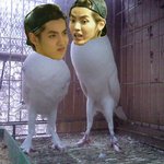 [EXO] <b>장점</b>은 다리길이밖에없는 둘기새끼