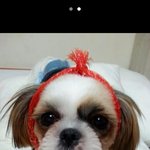 내새끼들 고양이랑 강아지랑 동고동락