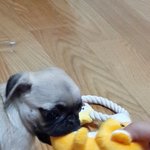 [퍼그<b>열무</b>] 집착쟁이 애교<b>열무</b>