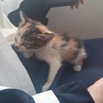 [고양이] 새끼 고양이의 주인이 되어주세요