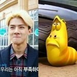 [EXO] 세훈이 닮은꼴ㅋㅋㅋㅋㅋㅋㅋㅋㅋㅋ