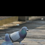 [EXO] <b>혐오주</b>의 둘기 ㅅㅅ짤 올라옴