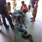 [공포베스트] <b>냄비</b>를 삼킨 뱀