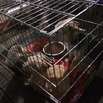 1번출구 공중 화장실 앞에 강아지 세 <b>마리</b> 버린 나쁜 주인 분..