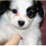 [빠삐용] 귀로 하늘을 날 것 같은 빠삐용을 소개합니다!!