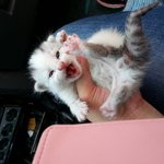 [길냥이] 새끼고양이들 <b>임보</b> 보냈습니다.