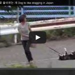 [짤북] <b>질질</b> 끌려가는것을 좋아하는 개