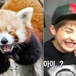 [시우민] 시우민은 렛서<b>팬더</b>를 닮았어